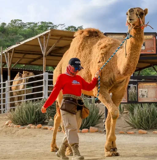 Wild Canyon Camel Ride — Ride, Feed & Kiss a Camel